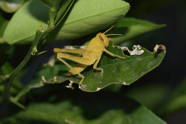 istock Yellow grasshopper from another angle munching away on some leaves. 1415670408