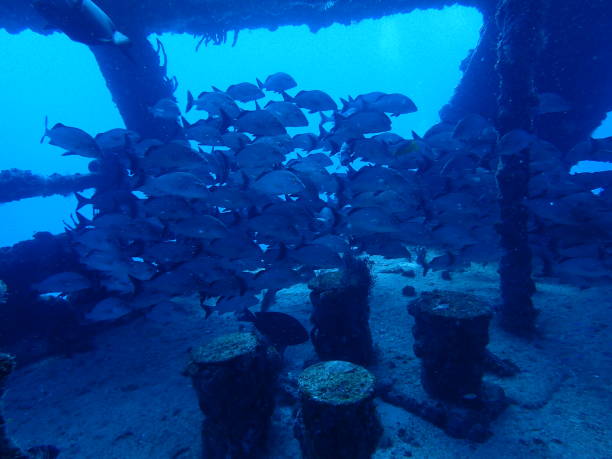 istock School of fish on shipwreck 1415670445