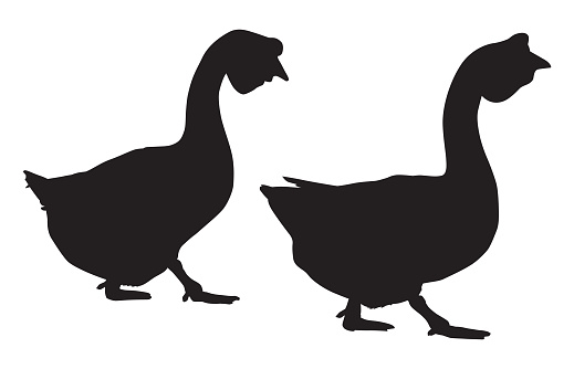 Vector silhouette of two adult geese walking togetherprofile view