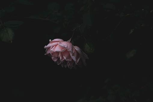 Dramatic picture of a rose with a dark background