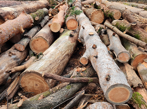 Logging in the environment, logging of felled trees lie in piles of different sizes