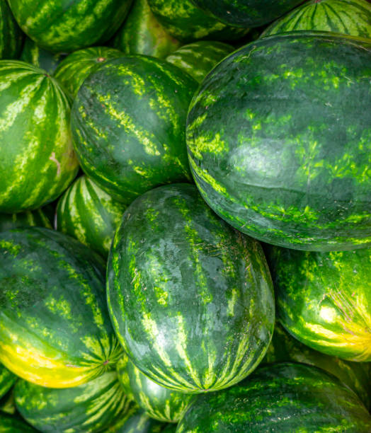 istock Watermelon,Citrullus lanatus, 1415674847