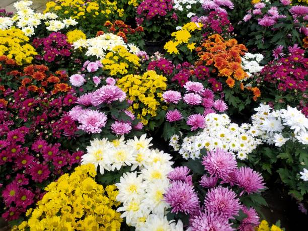 istock Chrysanthemum indicum is a flowering plant. 1415675131