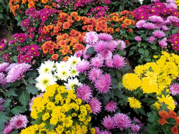 хризантема индикум – цветущее растение. - chrysanthemum стоковые фото и изображения