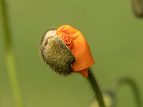 Poppy Flower Emerging From Bud Stock Photo - Download Image Now ...
