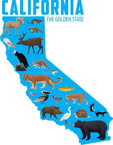 map of California with animals(kangaroo rat, deer, desert tortoise, brown pelican, desert bighorn sheep, golden trout, california quail, california condor, black bear, puma, hog,  snowy egret)