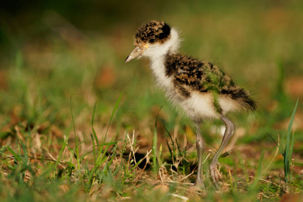 presentazione 18. 8. 2022 - hatchling yellow small nature foto e immagini stock