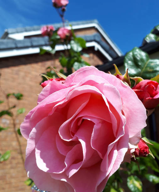 Elizabeth of Glamis rose is named after Queen Elizabeth of England's Mother in my garden at home. It is a floribunda rose with a long flowering time if deadheaded regularly.