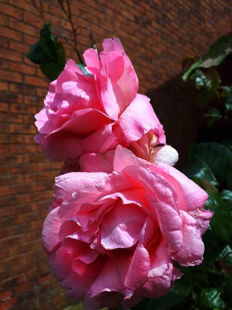 Elizabeth of Glamis rose is named after Queen Elizabeth of England's Mother in my garden at home. It is a floribunda rose with a long flowering time if deadheaded regularly.
