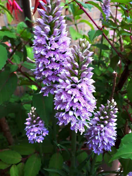 istock Spotted Meadow Orchid in my garden 1415681012