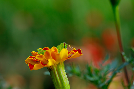 A young grasshopper resting on amarigold flower.