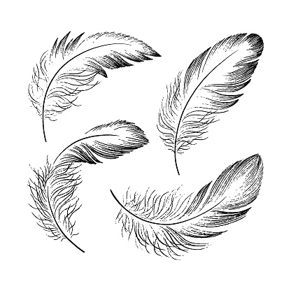 A set of delicate feathers drawn in black ink. Texture brush and paint. Vector illustration