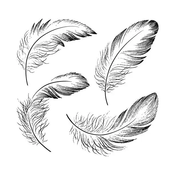 Vector illustration of A set of delicate feathers drawn in black ink. Texture brush and paint. Vector illustration