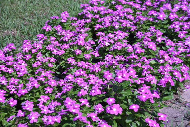 flores periwinkle madagascar. - catharanthus - fotografias e filmes do acervo