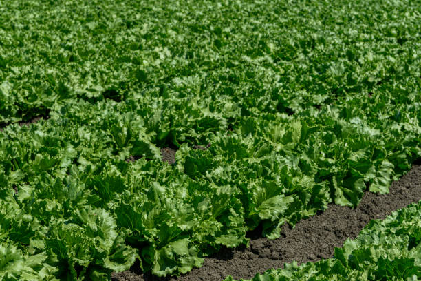 Rows of Lettuce Being Grown on Coastal Farm