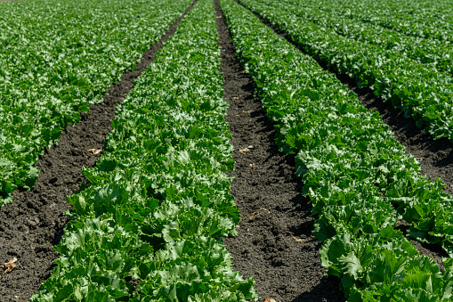 Rows of lettuce growing on a central coast farm.\n\nTaken in Watsonville, California, USA