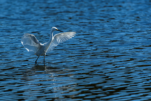 Snowy egret landing in freshwater coastal lake along the California Coast.

Taken Santa Cruz, California, USA