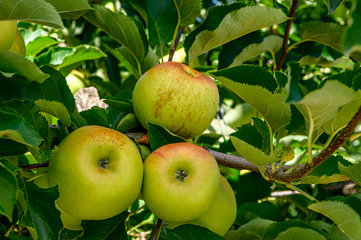Close-up of red delicious apples growing on an apple tree on a Central California farm.\n\nTaken in Watsonville, California, USA.