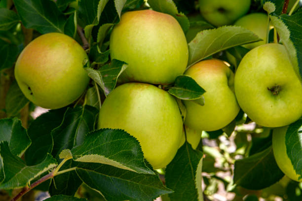 istock Close-up of Red Delicious Apples Ripening on Tree 1415683635