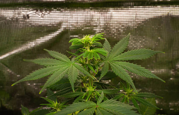 istock cannabis plants in vegetative stage 1415689001