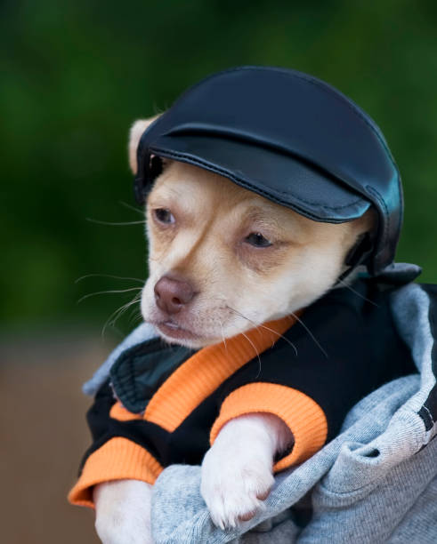 istock small cute dog with sweater and hat 1415689235