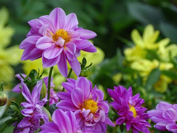istock Large purple dahlias on a green background. 1415691206
