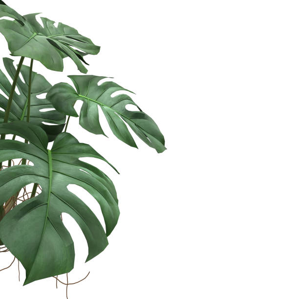 istock Tropical Monstera leaves plant foliage nature background mockup template. 3D Rendering 1415691352