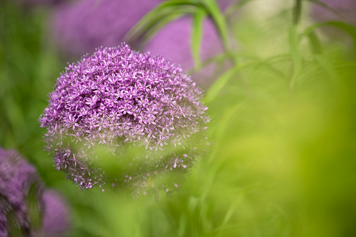 Allium closeup