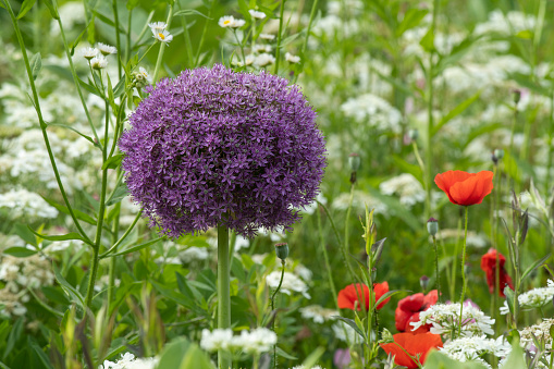 Allium in Summer garden