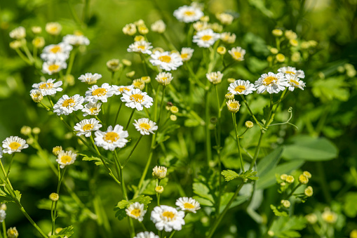 Chamomile