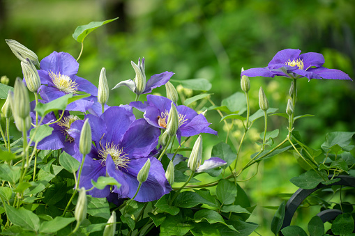 Violet purple clematis flowers next to a fence in bloom