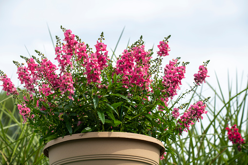 Closeup of hanging red and white fuchsia flowers potted plant basket at porch of home house building blurry background