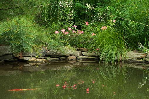 Newly installed preformed garden pond a domestic garden