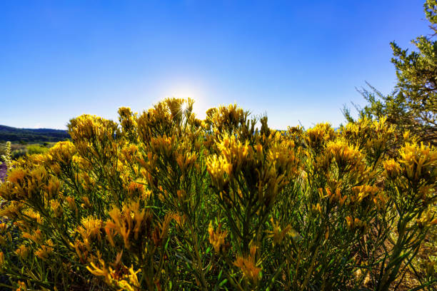 Rabbitbrush Backlit by Sun Nature Photo - Scenic view with yellow flowers and crisp blue sky. Focus on foreground, with copy space.