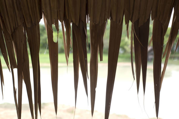Thatched roof of woven coconut . Thatched roof of woven coconut leaves. thatched roof hut straw grass hut stock pictures, royalty-free photos & images