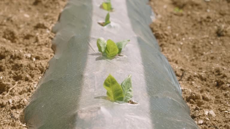 Plastic mulch in agricultural field