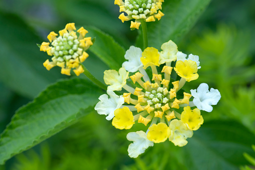 planty yellow flowers plant decorative background - Potentilla