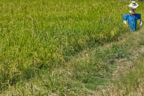 istock Scarecrow standing in a rice paddy field. 1415698973