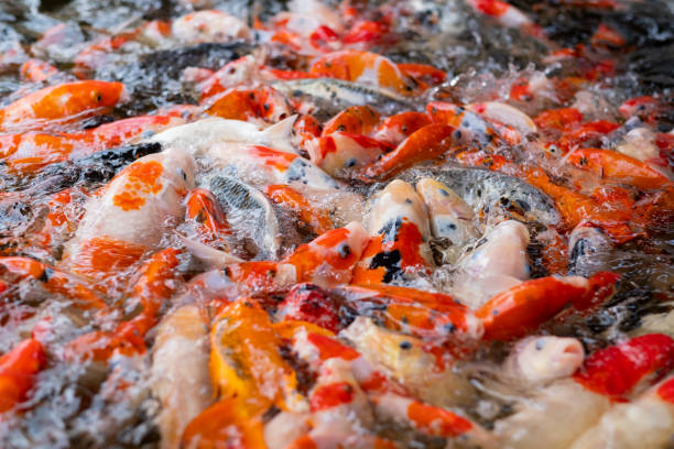 istock carp fish pond background, colorful background, Fancy carp 1415700086
