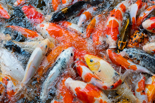 carp fish pond background, colorful background, Fancy carp