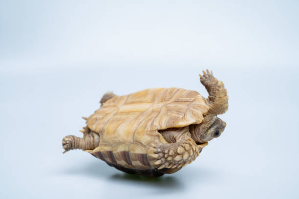 istock Sucata tortoise on white background 1415700136