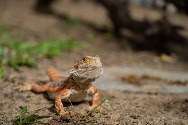 istock bearded dragon on ground with blur background 1415700172