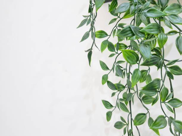 istock Leaves hanging on the wall. 1415701195