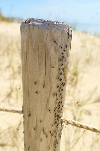 fence post covered with insects - midge imagens e fotografias de stock