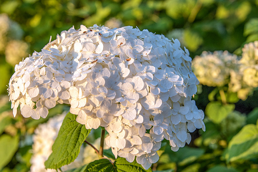 Delicate white inflorescence of hydrangea flowers on a blurred background.