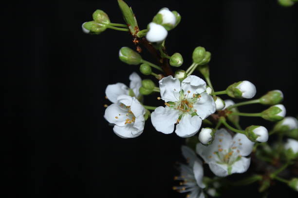 Spring Blossom of a Plum Tree stock photo