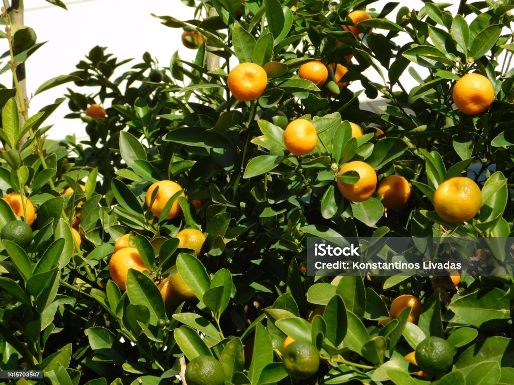 Small tangerines Baby or kishu mandarins on a tree in Glyfada, Greece Agriculture Stock Photo