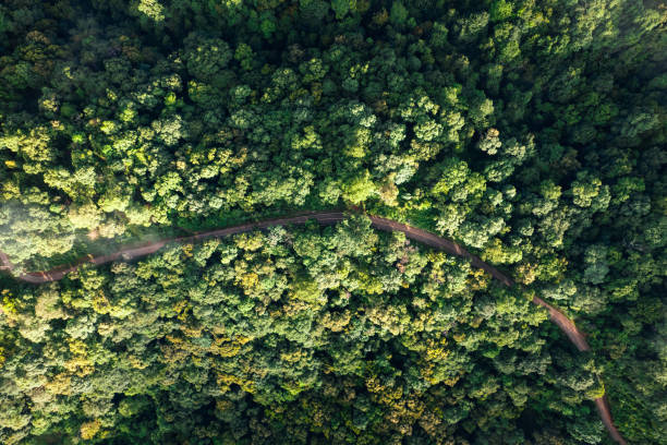 istock Aerial view road through green forest 1415704216