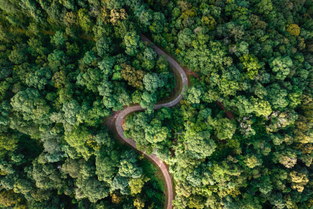 istock Aerial view road through green forest 1415704222