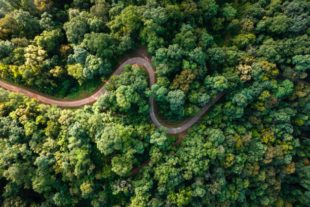 istock Aerial view road through green forest 1415704223